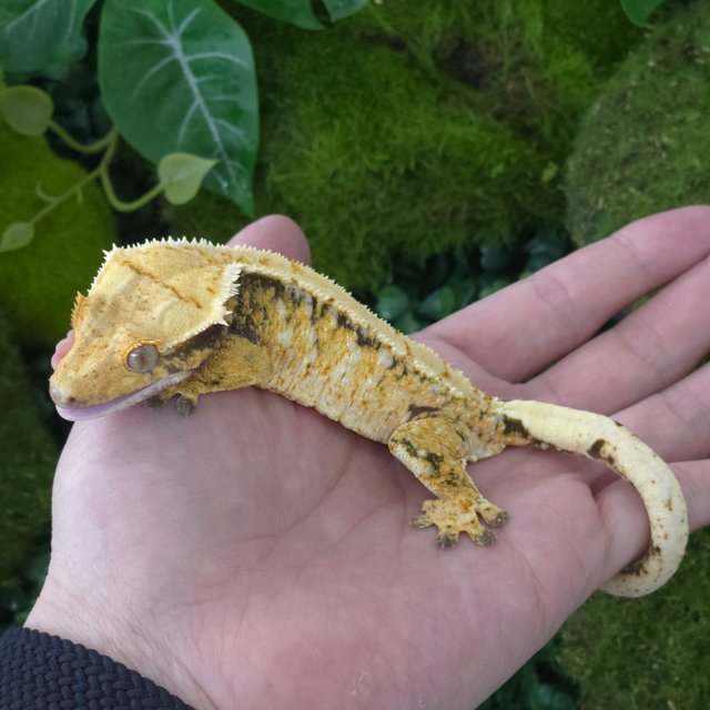 트라이 익스트림할리퀸