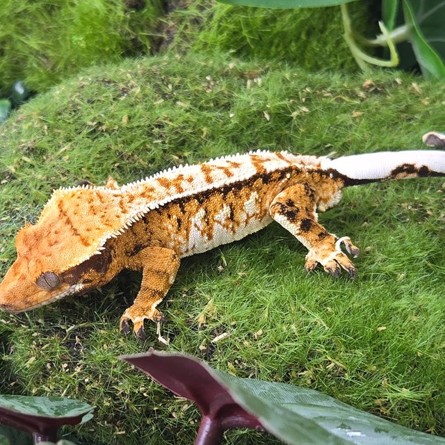 트라이 익스트림할리퀸