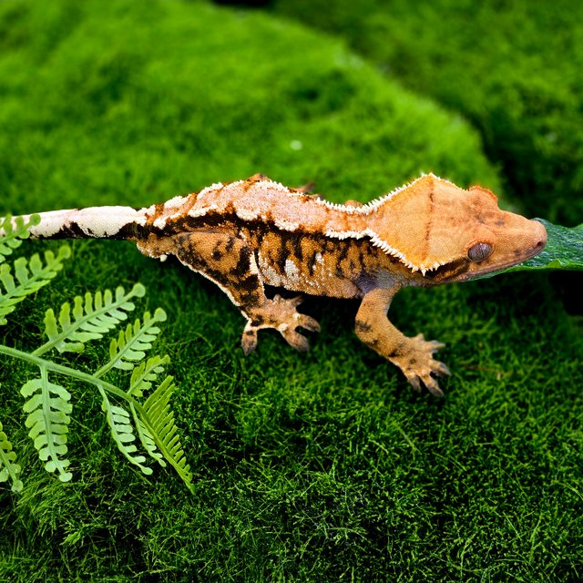 트라이 익스트림할리퀸