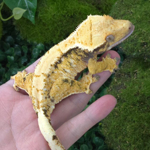 트라이 익스트림할리퀸