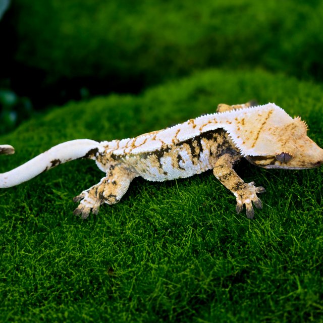 트라이 익스트림할리퀸