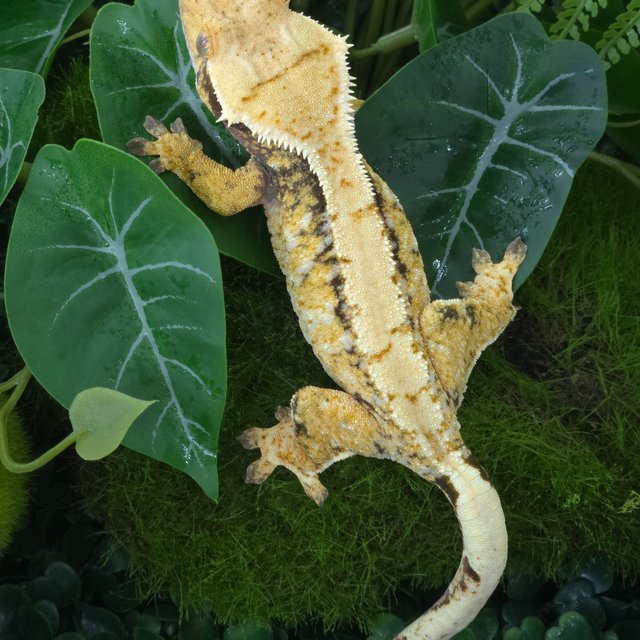 트라이 익스트림할리퀸