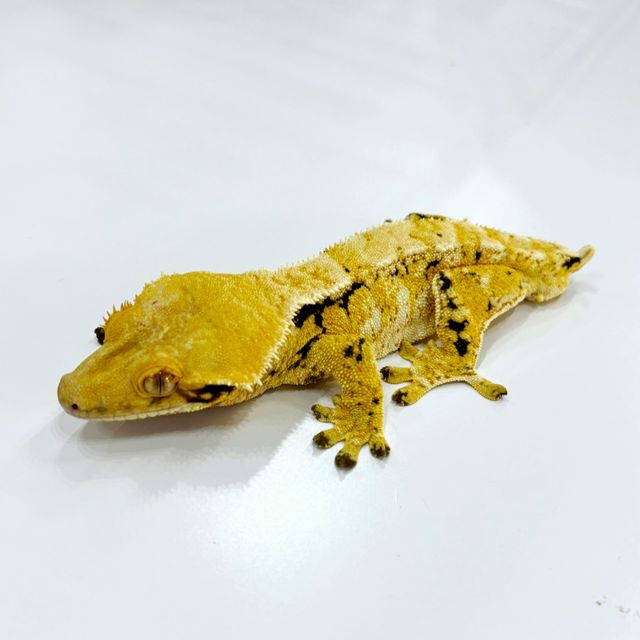 트라이 익스트림할리퀸