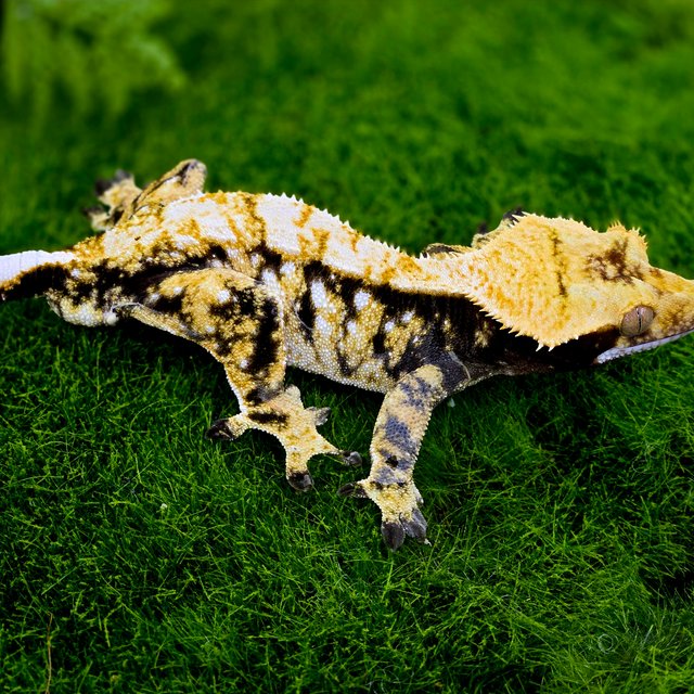 트라이 익스트림할리퀸