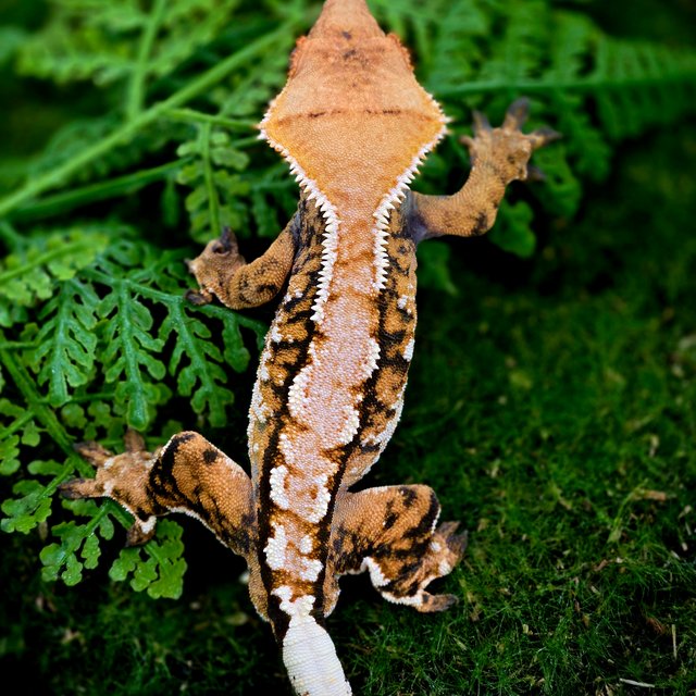 트라이 익스트림할리퀸