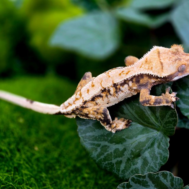 트라이 익스트림할리퀸