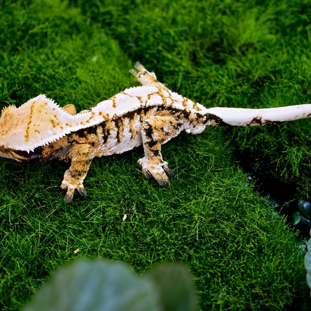 트라이 익스트림할리퀸