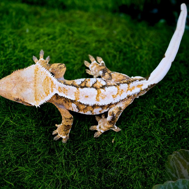 트라이 익스트림할리퀸