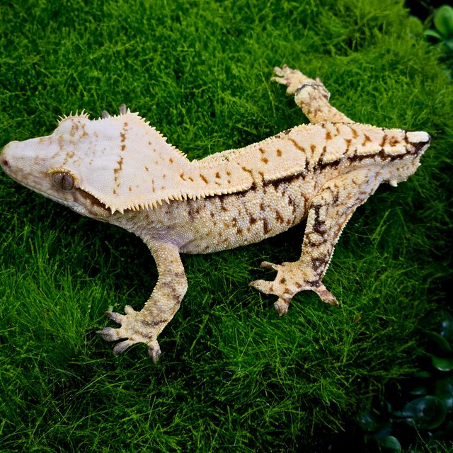 트라이 익스트림할리퀸