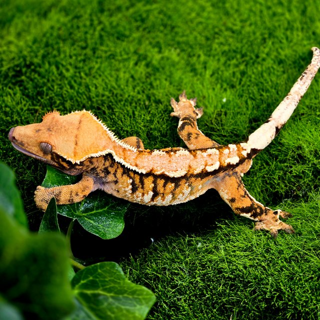 트라이 익스트림할리퀸