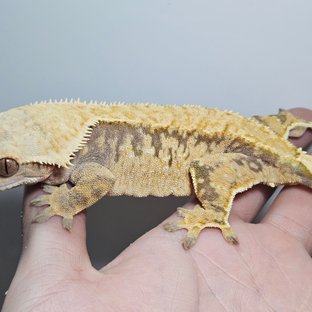 노멀 익스트림할리퀸