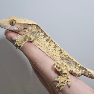 노멀 익스트림할리퀸