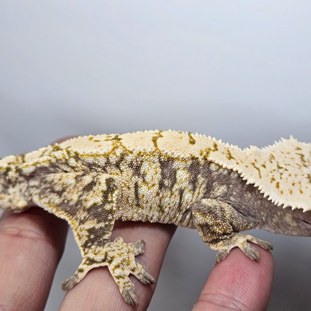 노멀 익스트림할리퀸