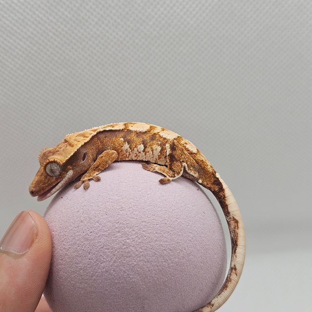 노멀 트라이