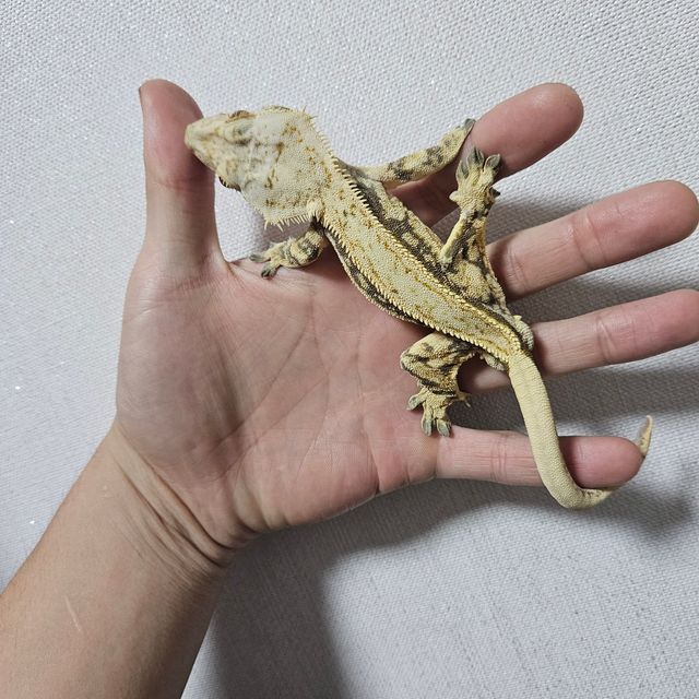 노멀 풀핀 쿼드