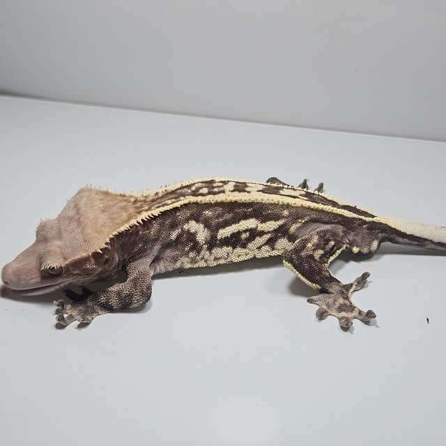 카푸치노 쿼드 풀핀