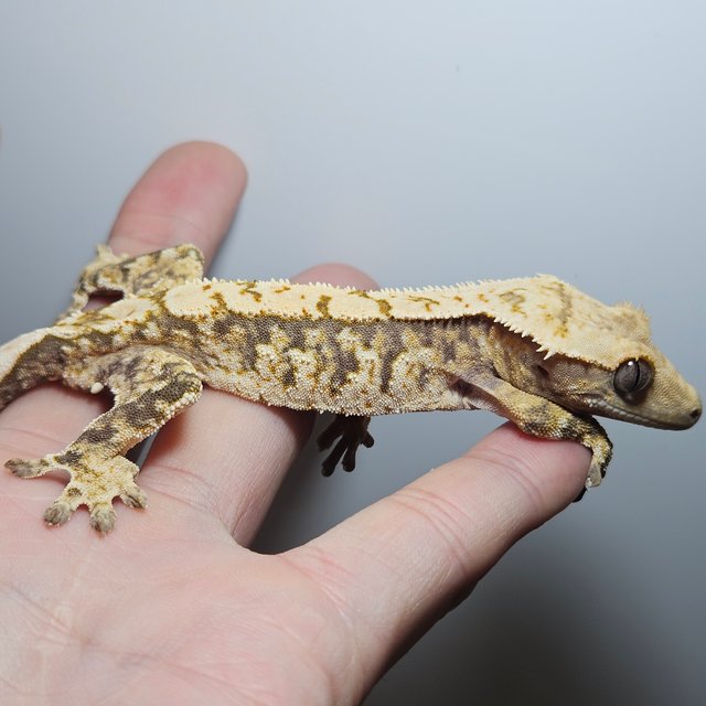 노멀 트라이 익스트림할리퀸