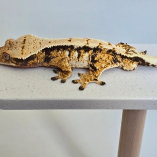 트라이 익스트림할리퀸