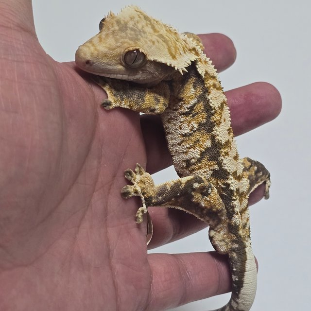 익스트림할리퀸 트라이 텐저린