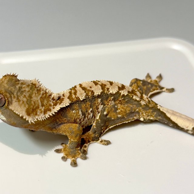 익스트림할리퀸 트라이 텐저린