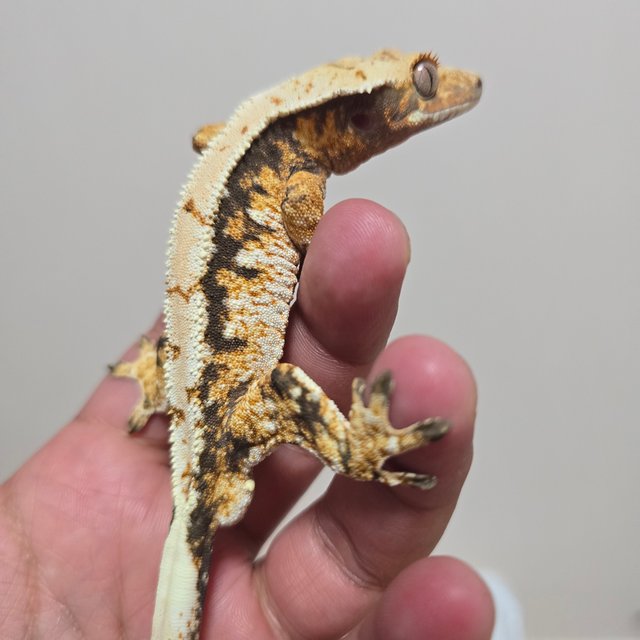 트라이 익스트림할리퀸