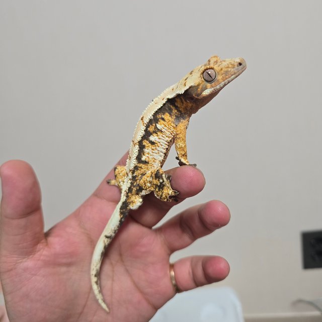 트라이 익스트림할리퀸