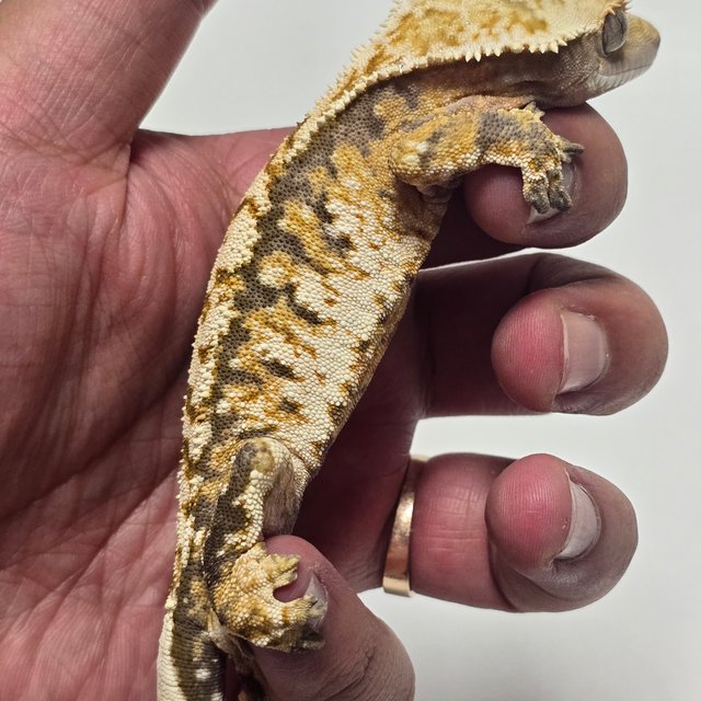 익스트림할리퀸 트라이 텐저린