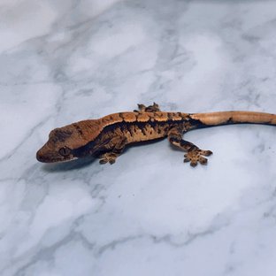 텐저린 트라이 익스트림할리퀸