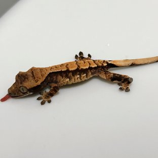 텐저린 트라이 익스트림할리퀸