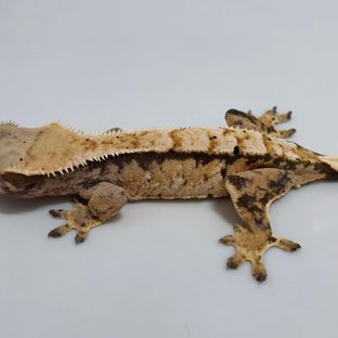 트라이 익스트림할리퀸