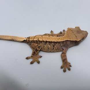 솔리드백 트라이 익스트림할리퀸