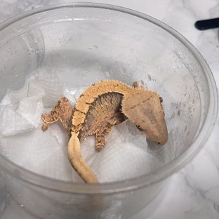 솔리드백 트라이 익스트림할리퀸