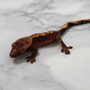 레이지바브 트라이