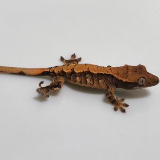 텐저린 트라이 익스트림할리퀸