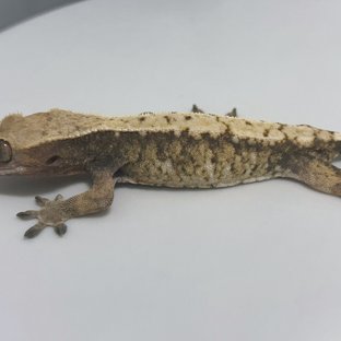 트라이 익스트림할리퀸