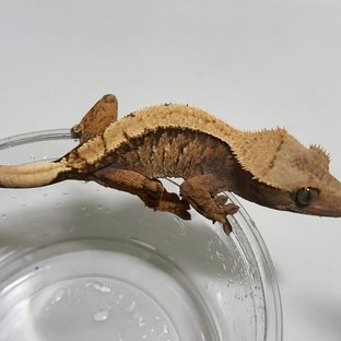 솔리드백 트라이 익스트림할리퀸