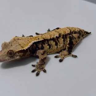 트라이 익스트림할리퀸