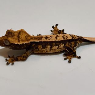 레이지바브라인