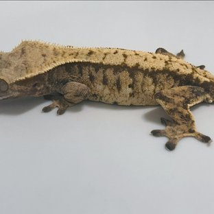 트라이 익스트림할리퀸