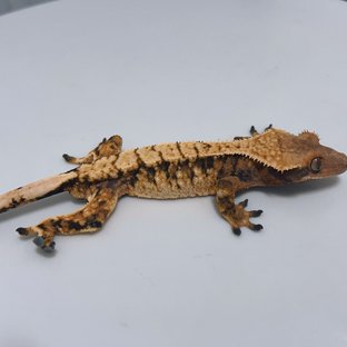 텐저린 트라이 익스트림할리퀸