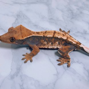 텐저린 트라이 익스트림할리퀸