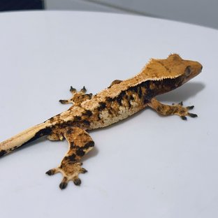 텐저린 트라이 익스트림할리퀸