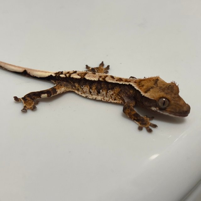 화이트 트라이 익스트림할리퀸