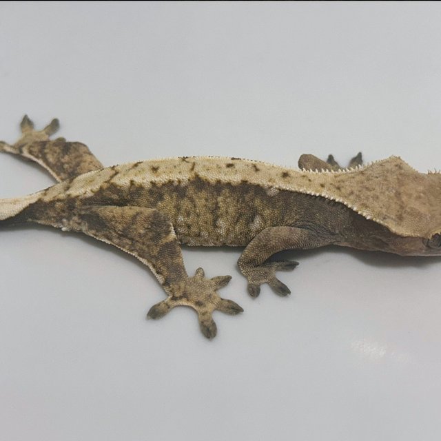 트라이 익스트림할리퀸