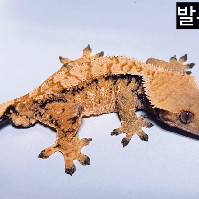 트라이 익스트림할리퀸 텐저린 레이지 바브