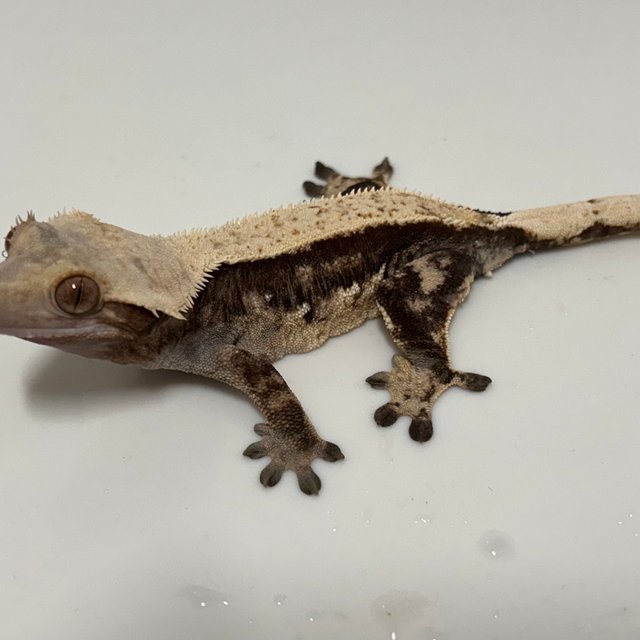 솔리드백 트라이 노멀