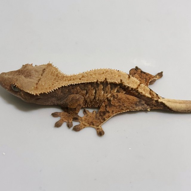 솔리드백 트라이 익스트림할리퀸