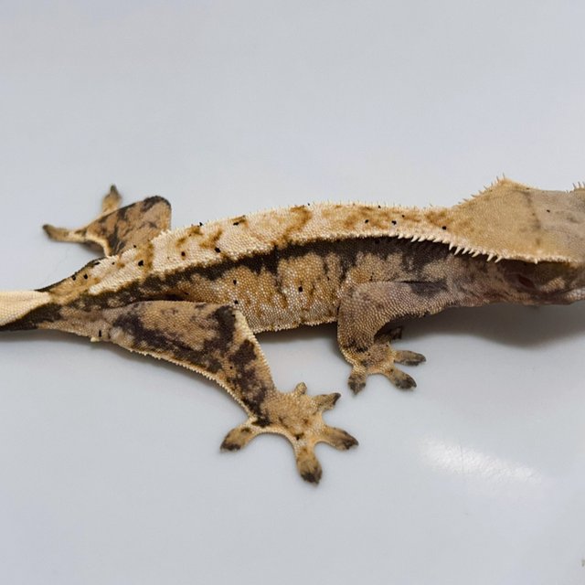 트라이 익스트림할리퀸