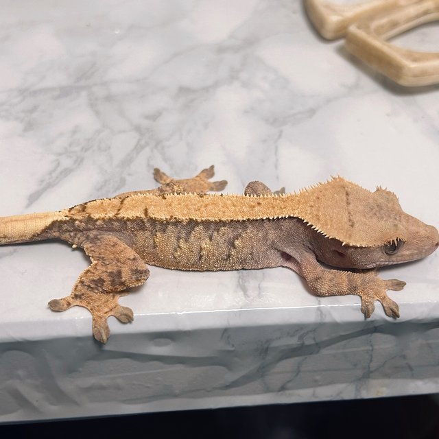 솔리드백 트라이 익스트림할리퀸