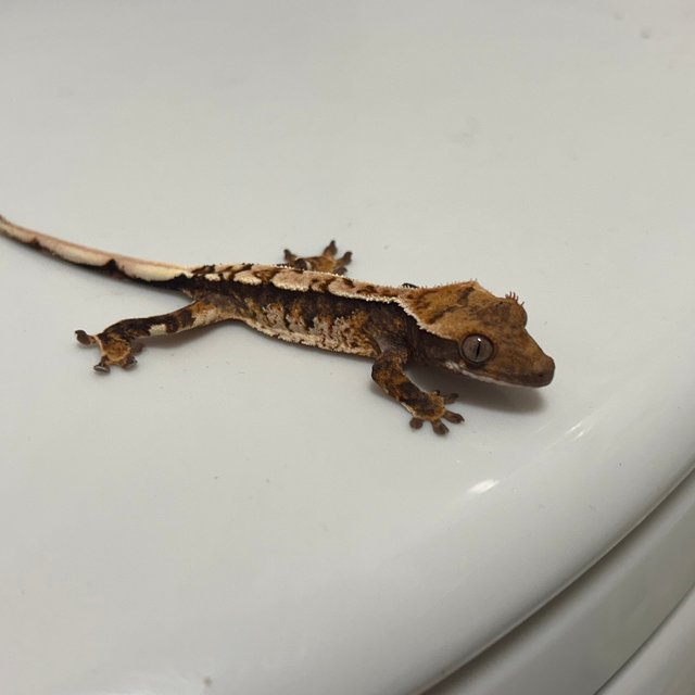 화이트 트라이 익스트림할리퀸